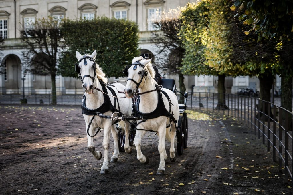 two white horses with carriage